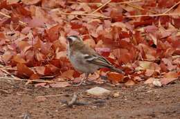 Image of sparrow-weaver