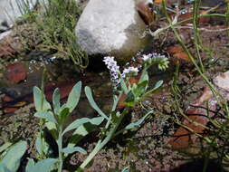 Image of salt heliotrope