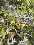 Image of Ribes tortuosum Benth.