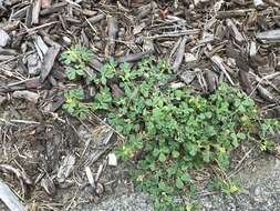 Image of Mediterranean medick