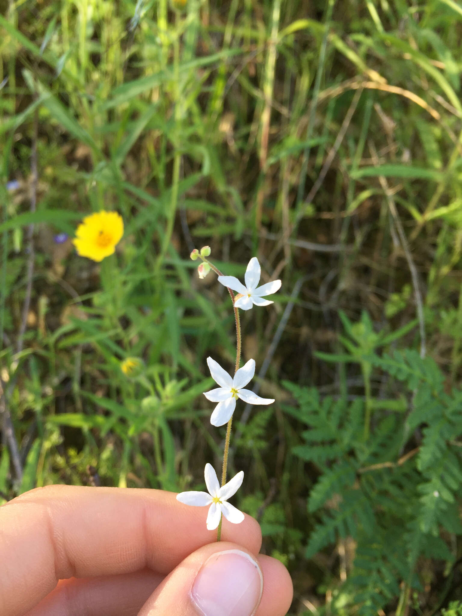 Image of Bolander's woodland-star