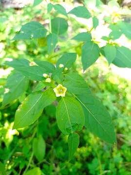 Image of Physalis campechiana L.