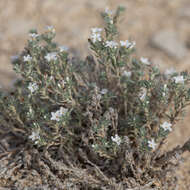 Euploca confertifolia (Torr.) Feuillet & Halse resmi