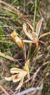 Image of Geissorhiza confusa Goldblatt