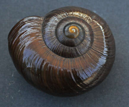 Image of Powelliphanta annectens (Powell 1936)