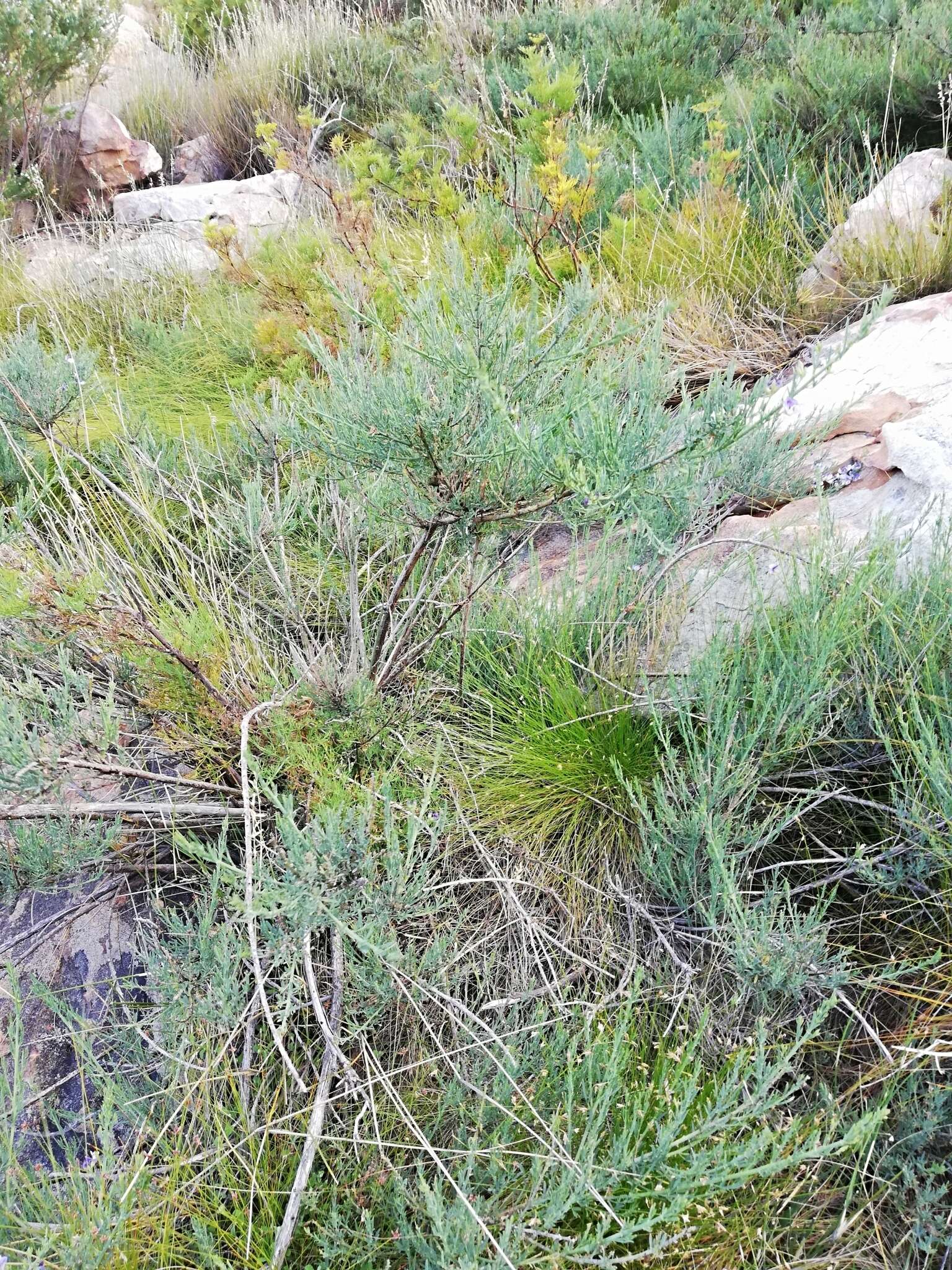 Image de Psoralea verrucosa Willd.