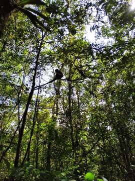 Image of silvery gibbon