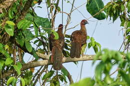 Ortalis motmot (Linnaeus 1766) resmi