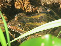 Image of Leptodactylus luctator