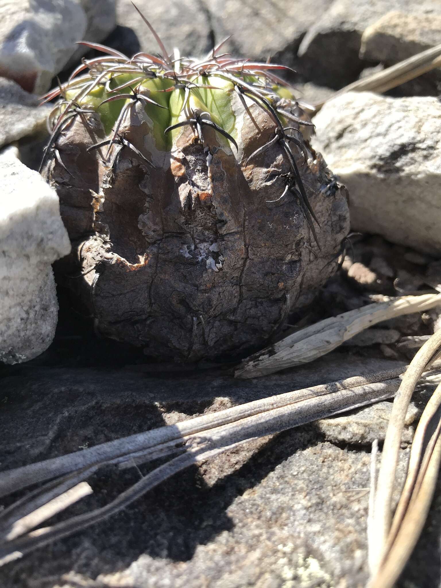 Image of Discocactus placentiformis (Lehm.) K. Schum.