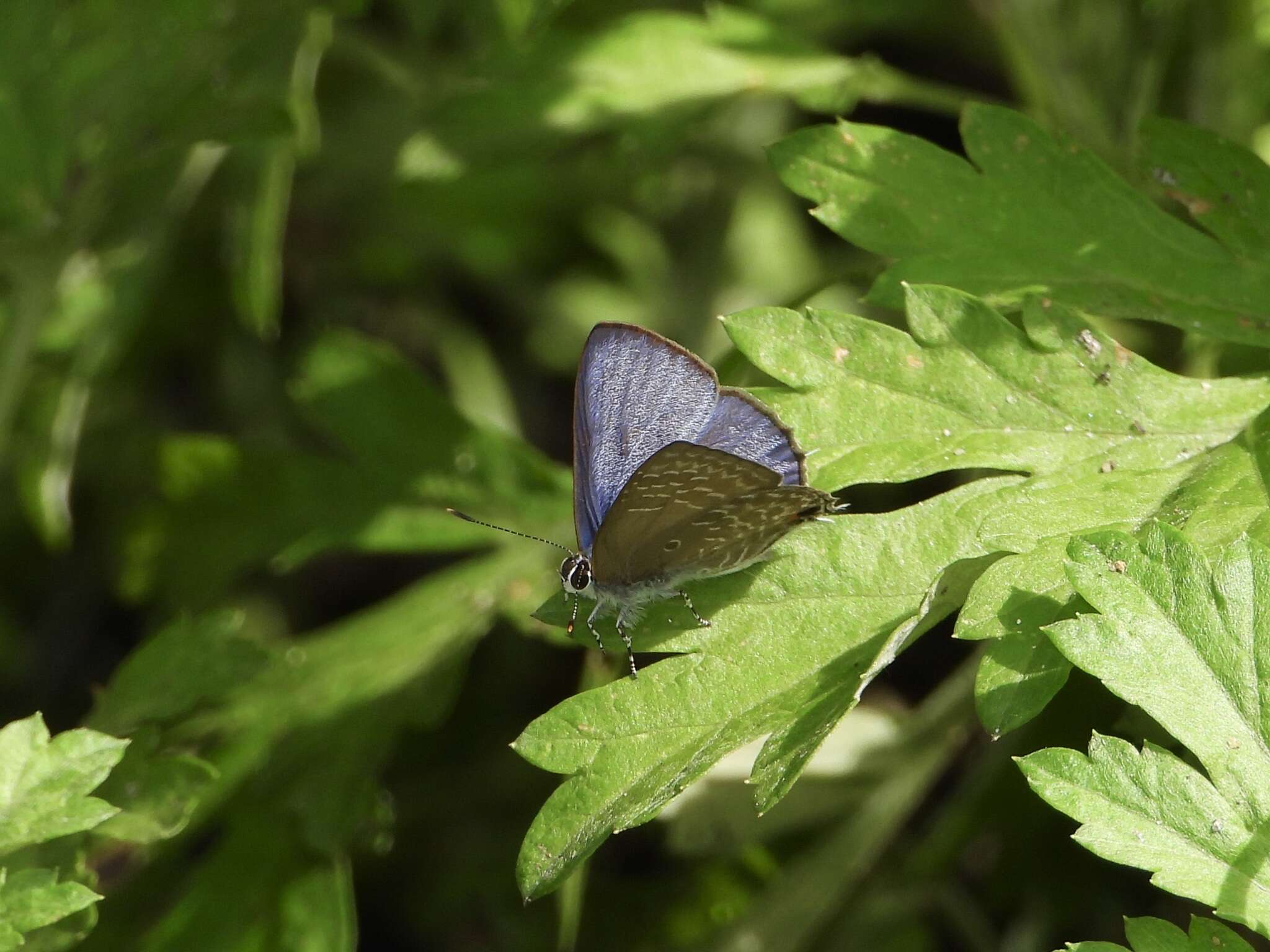 Imagem de Anthene lycaenina (Felder 1868)