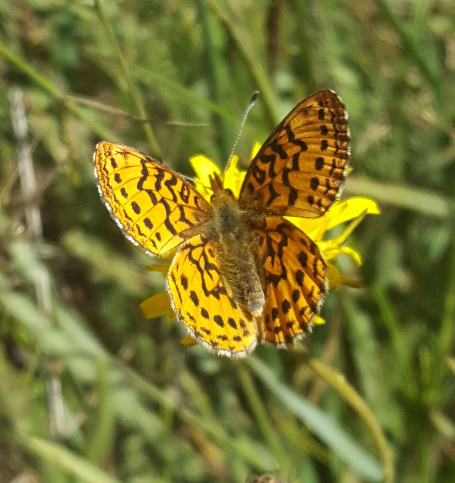 Image of Western Meadow Fritillary