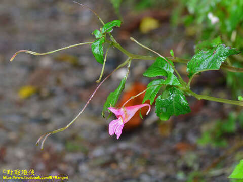 Image of Impatiens uniflora Hayata