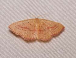 Cyclophora culicaria Guenée 1857 resmi