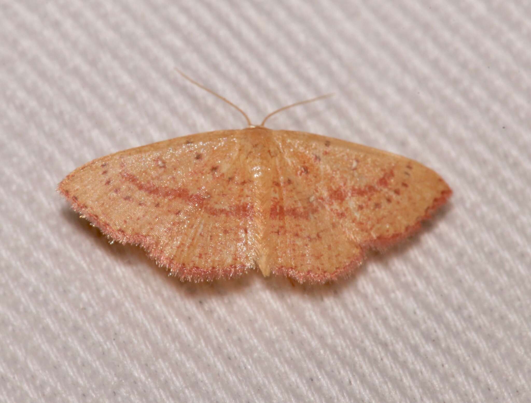 Cyclophora culicaria Guenée 1857 resmi