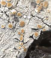 Image of Oregon crabseye lichen