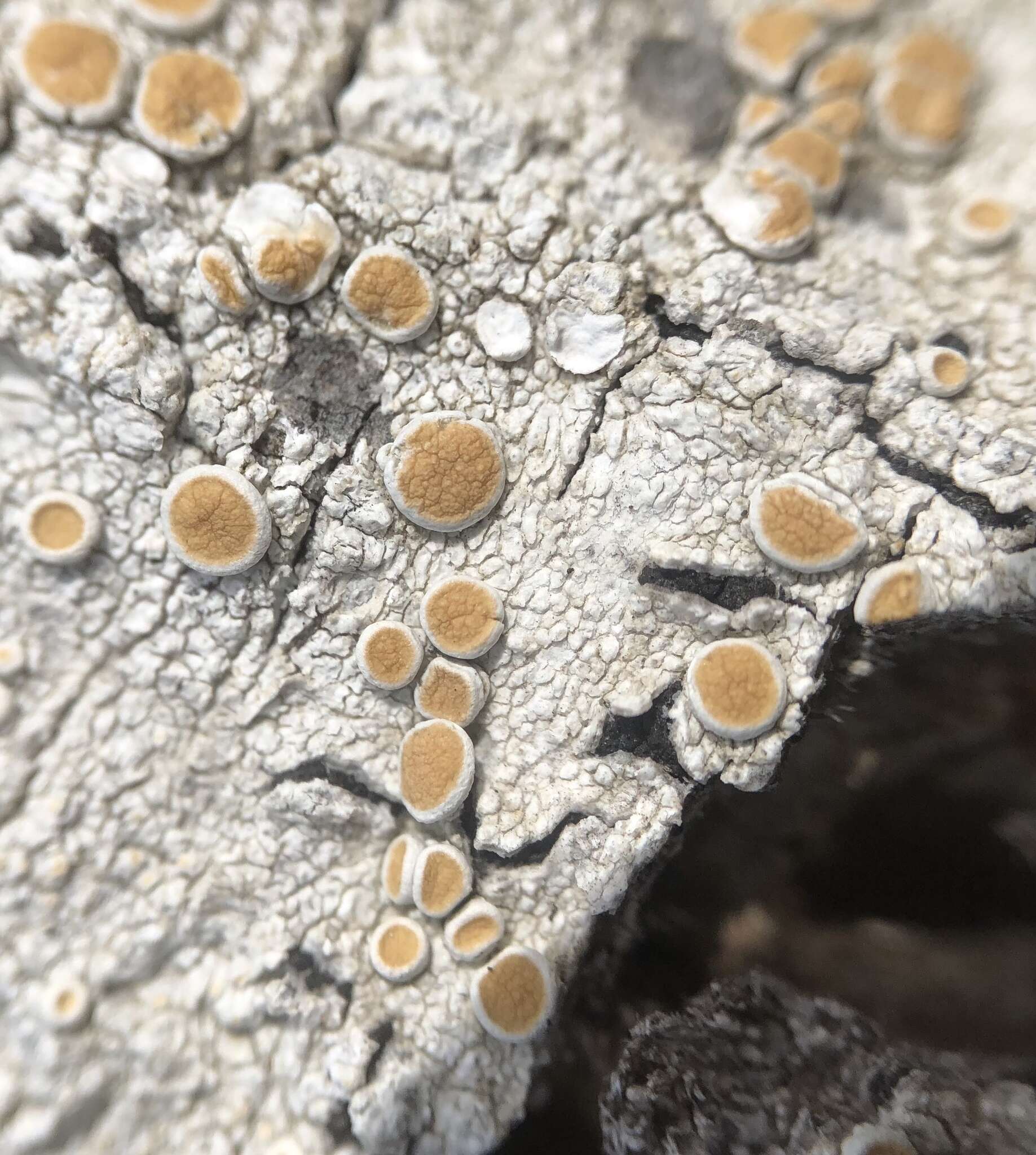 Image of Oregon crabseye lichen