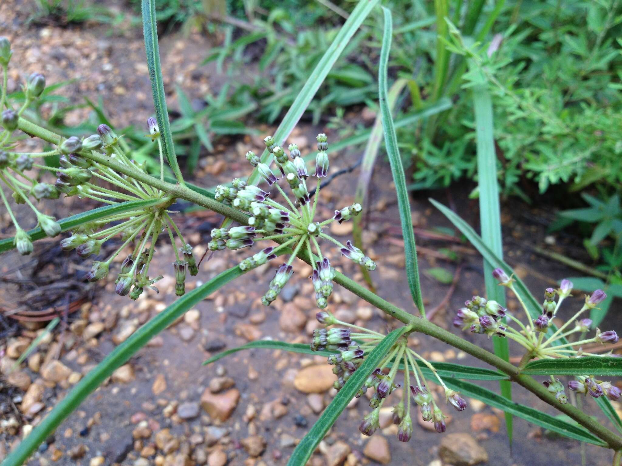 Image de Asclepias hirtella (Pennell) R. E. Woodson