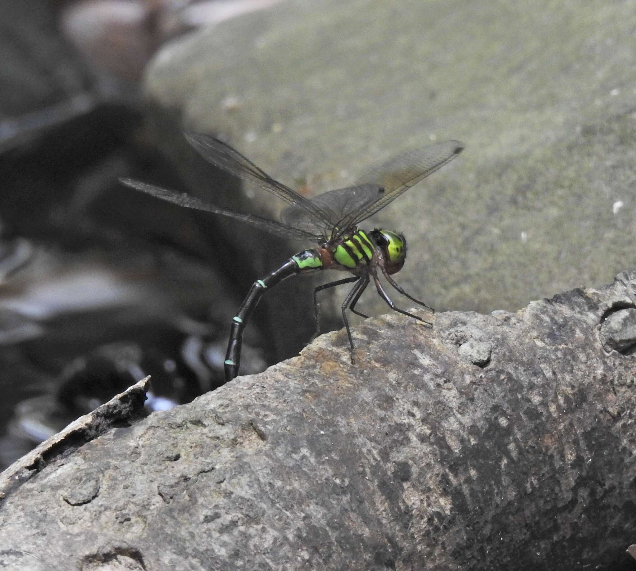 Image of Green-striped Darner