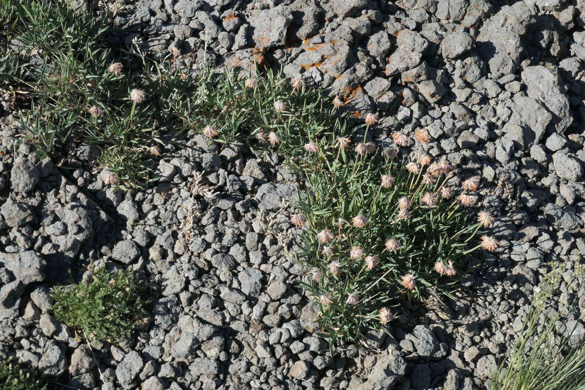 Plancia ëd Trifolium attenuatum Greene