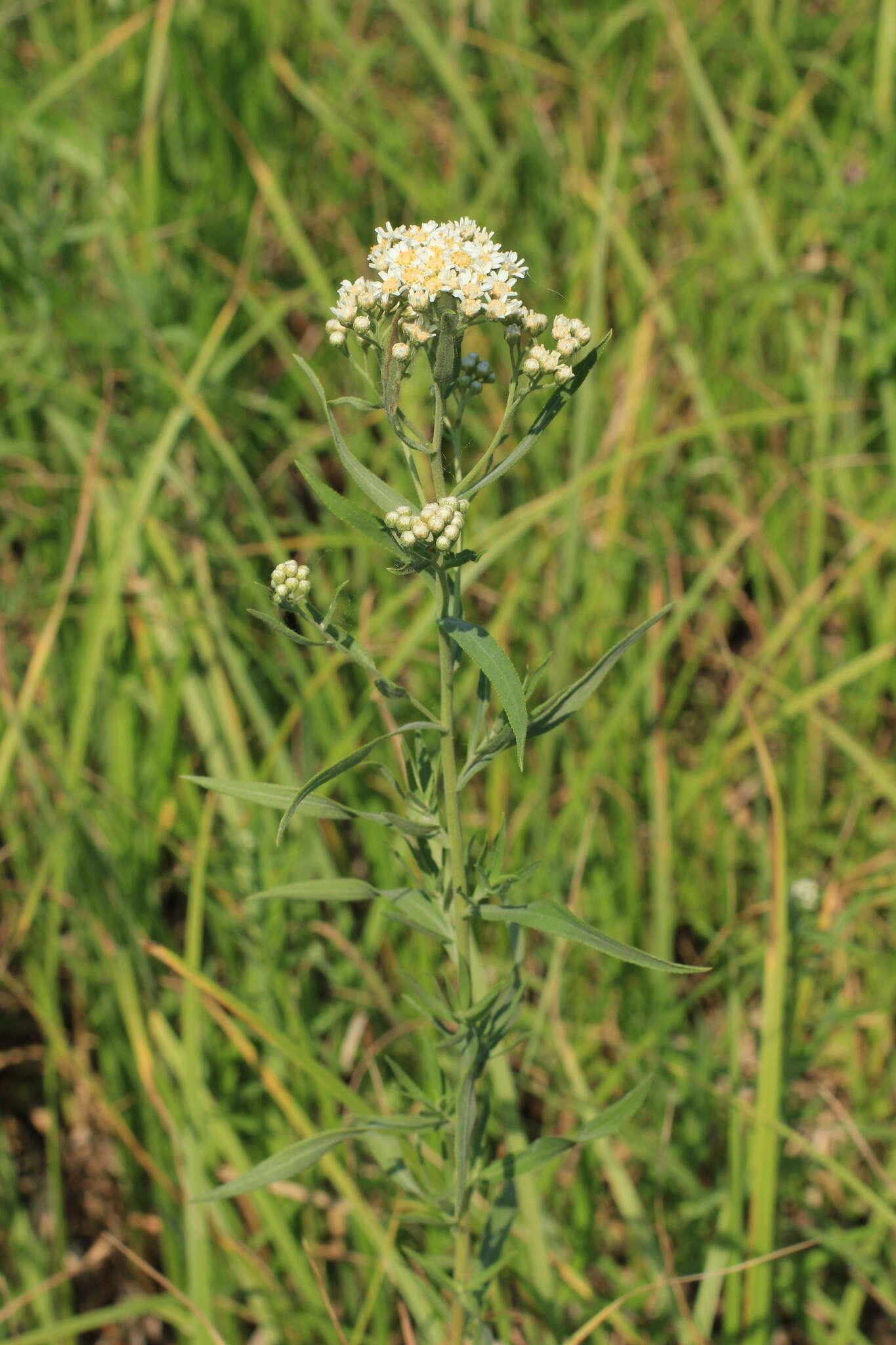 صورة Achillea salicifolia Bess.