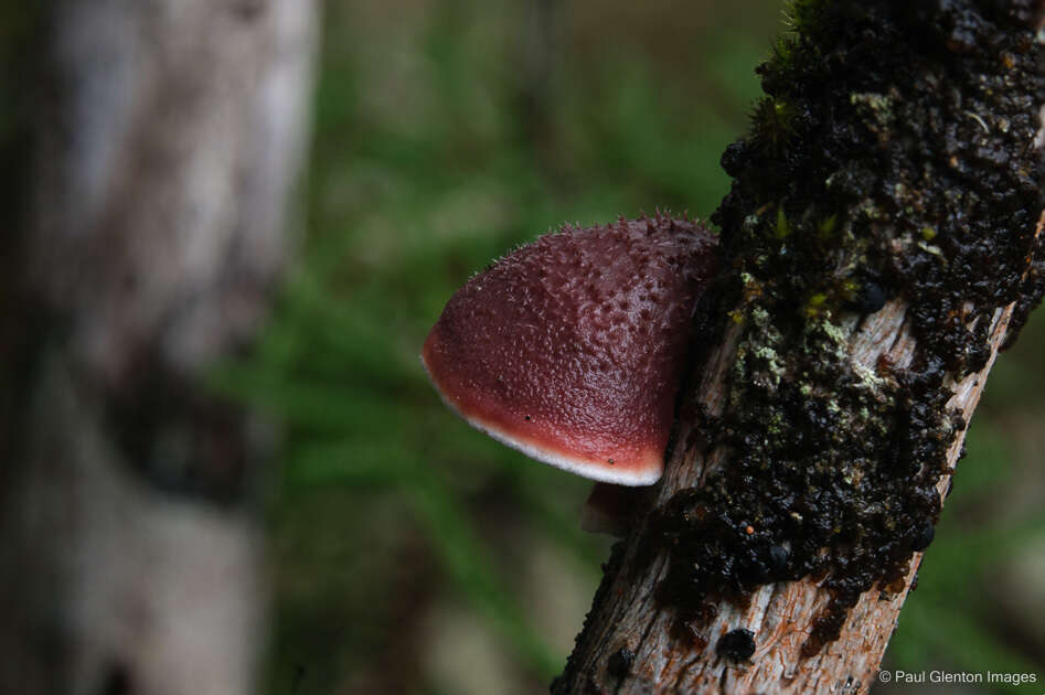 Image of Plicaturopsis scarlatina P. K. Buchanan & Hood 1992