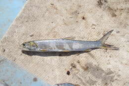 Image of Ladyfish
