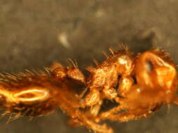 Image of Crematogaster punctulata Emery 1895