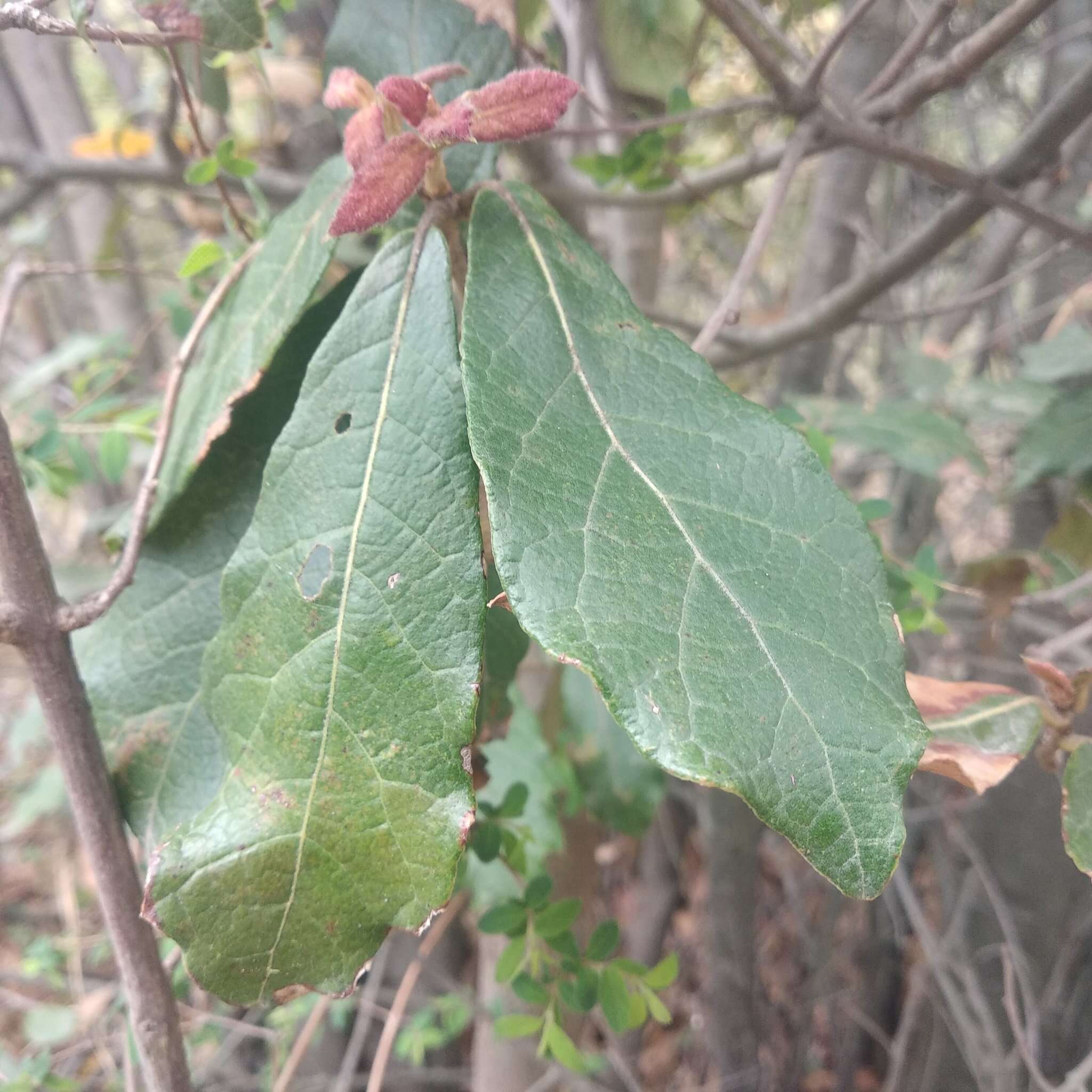 Image of Quercus dysophylla Benth.