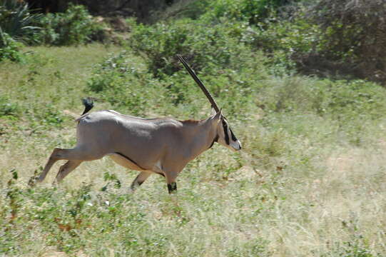 Image of Common Beisa Oryx