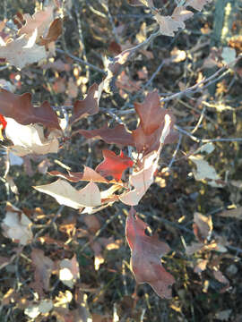 Image of Bear Oak