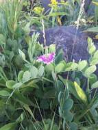 Image of beach pea