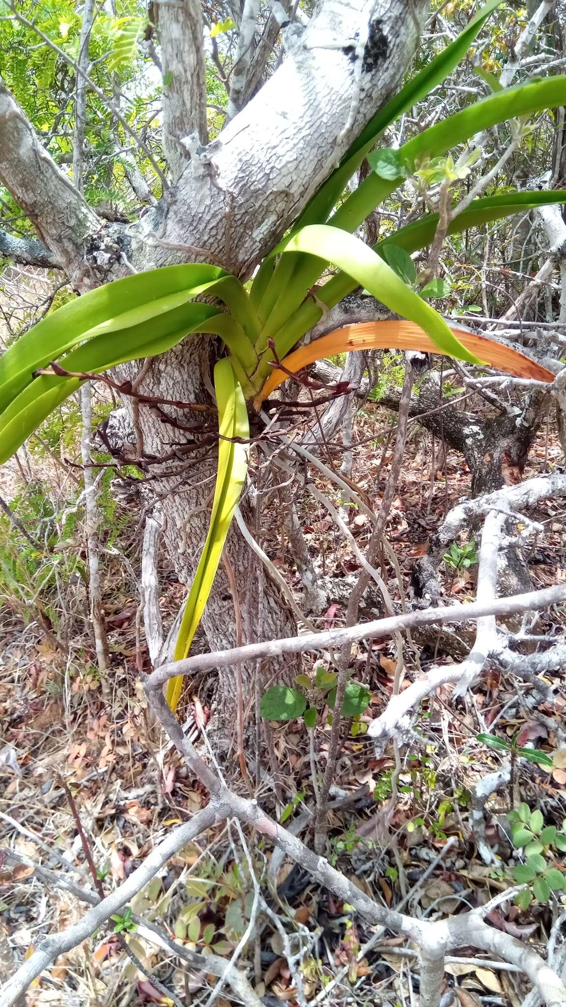 Image de Angraecum praestans Schltr.