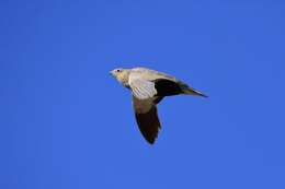 Image of Black-bellied Sandgrouse