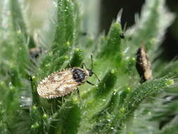 Image of Lace bug