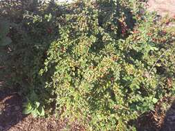 Image of rockspray cotoneaster