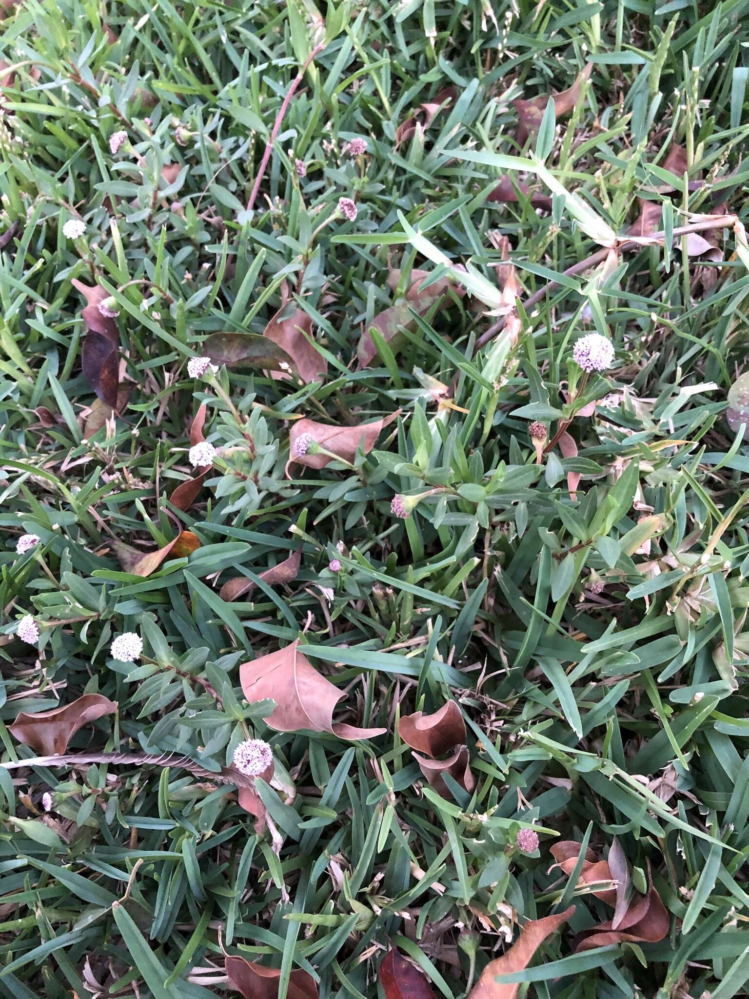 Image of Spilanthes leiocarpa DC.