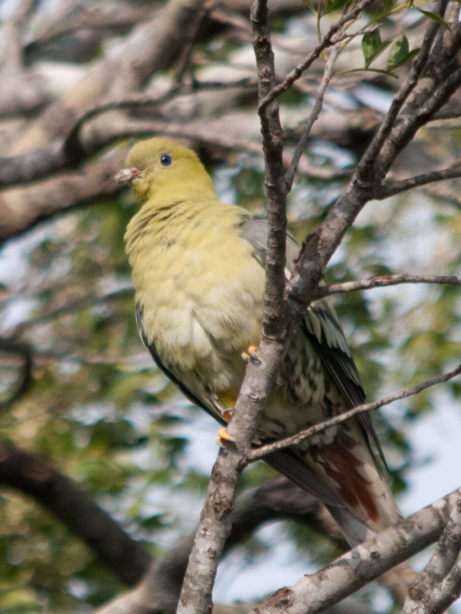 Plancia ëd Treron australis (Linnaeus 1771)