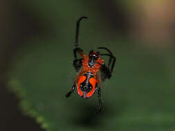 Image of Leucauge fastigata