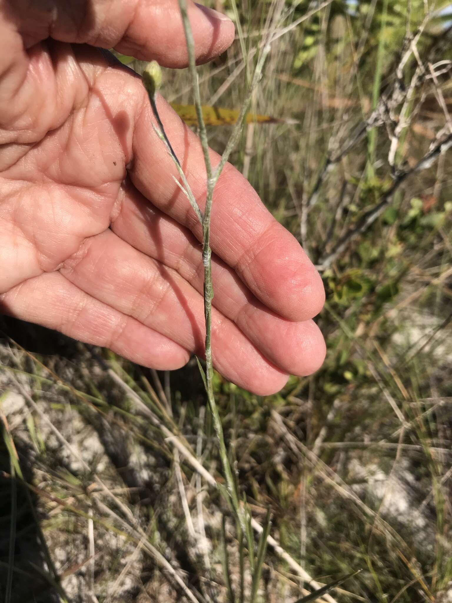 Imagem de Pityopsis graminifolia var. tracyi (Small) J. C. Semple