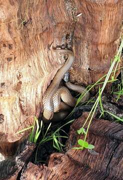 Image of Little Whip Snake