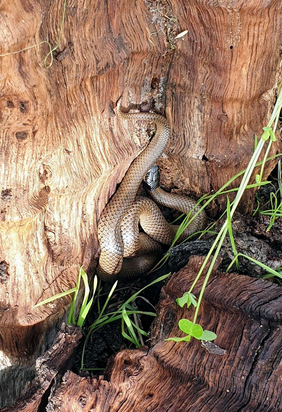 Image of Little Whip Snake