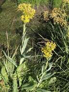 Image of water ragwort