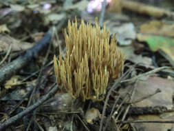 Image of Phaeoclavulina eumorpha (P. Karst.) Giachini 2011