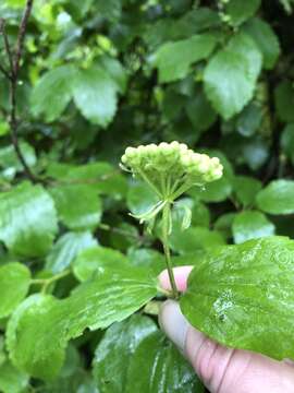 Image of common viburnum