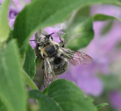 Anthophora occidentalis Cresson 1869的圖片