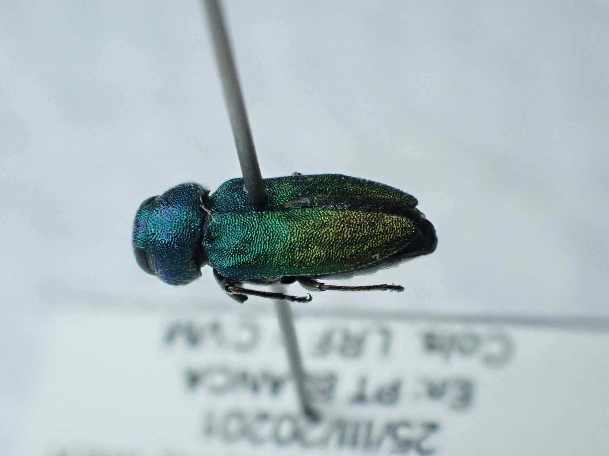 Imagem de Chrysobothris ephedrae vogti Knull 1964