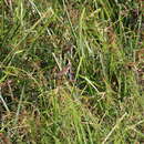 Image of Dja River Scrub Warbler