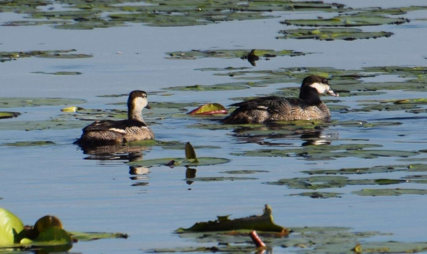 Image of Green Pygmy Goose