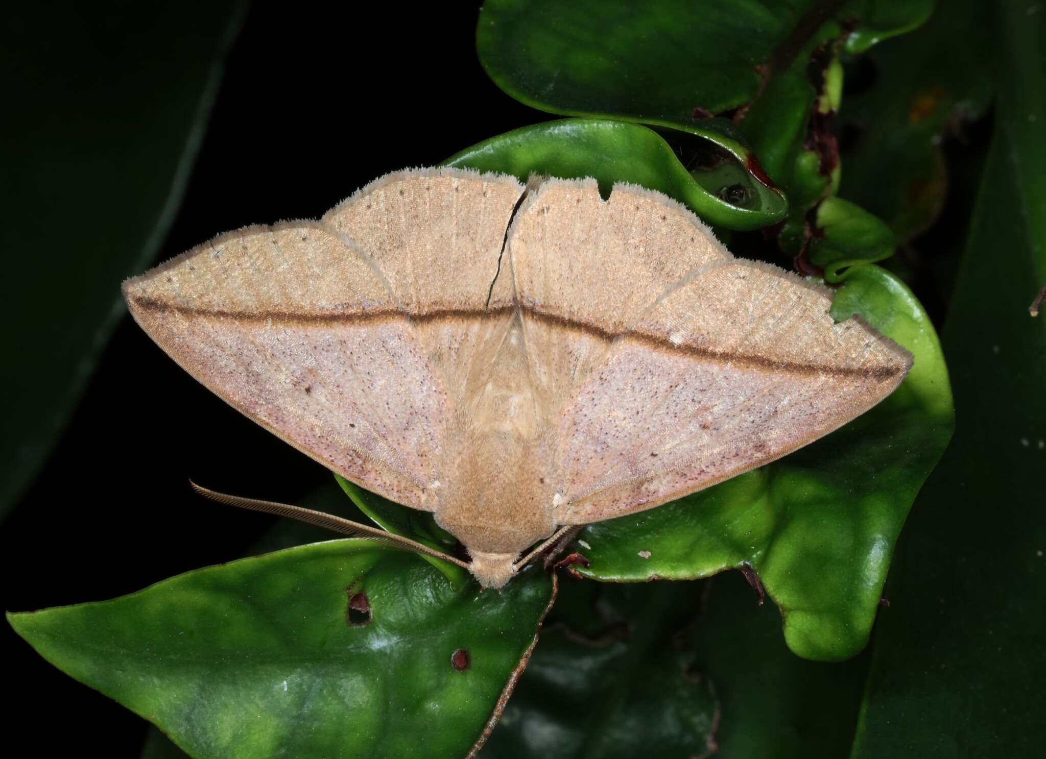 Image of Ugia purpurea Galsworthy 1997